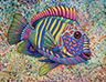 Imagined Fish